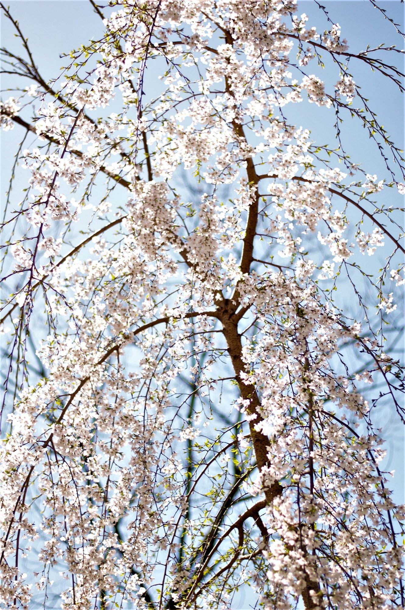 櫻花陵園